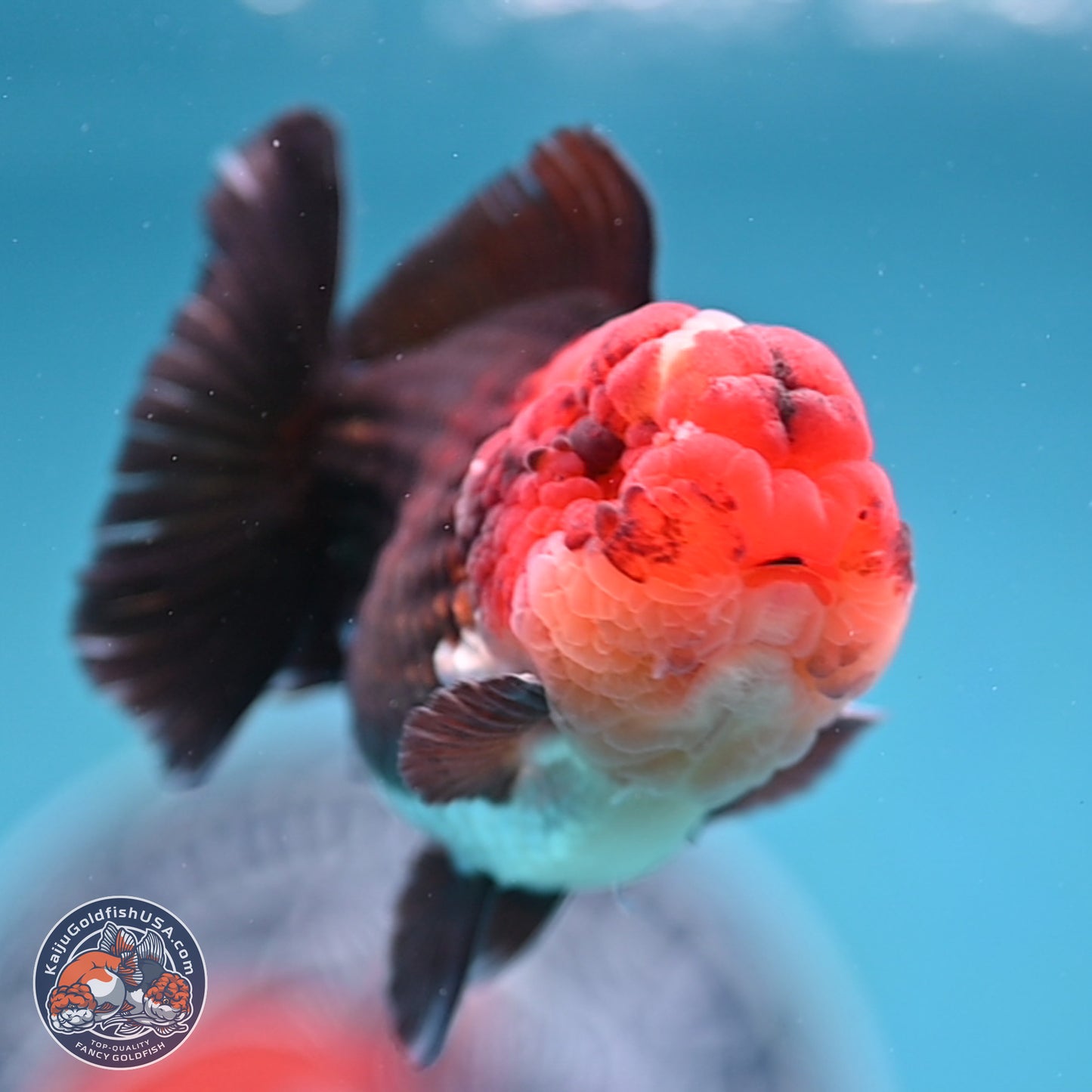 Tricolor Oranda 3 inches Body - Male (241227_OR14) - Kaiju Goldfish USA