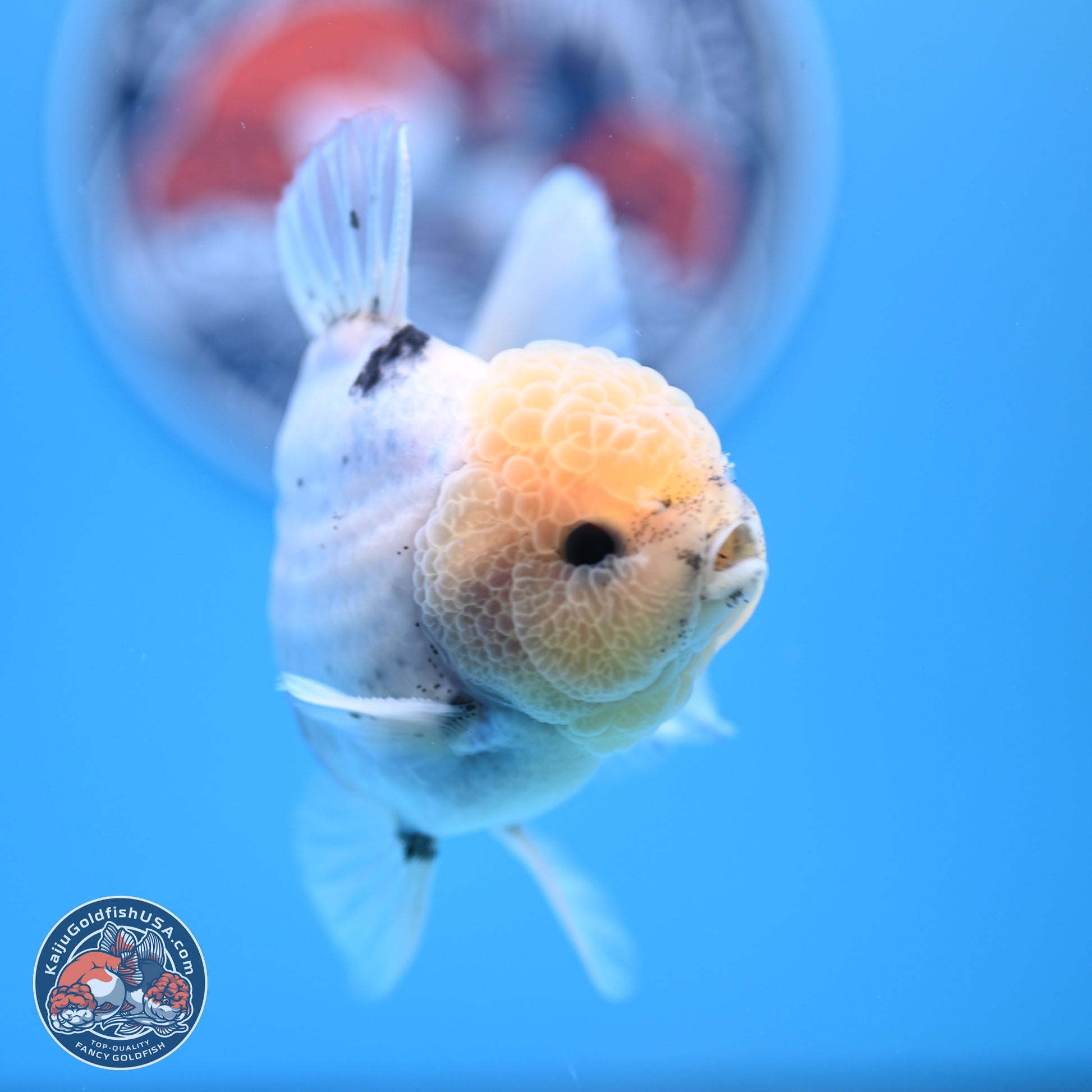 Shogun Blue Calico Oranda 3.5in Body (240802_OR14) - Kaiju Goldfish USA