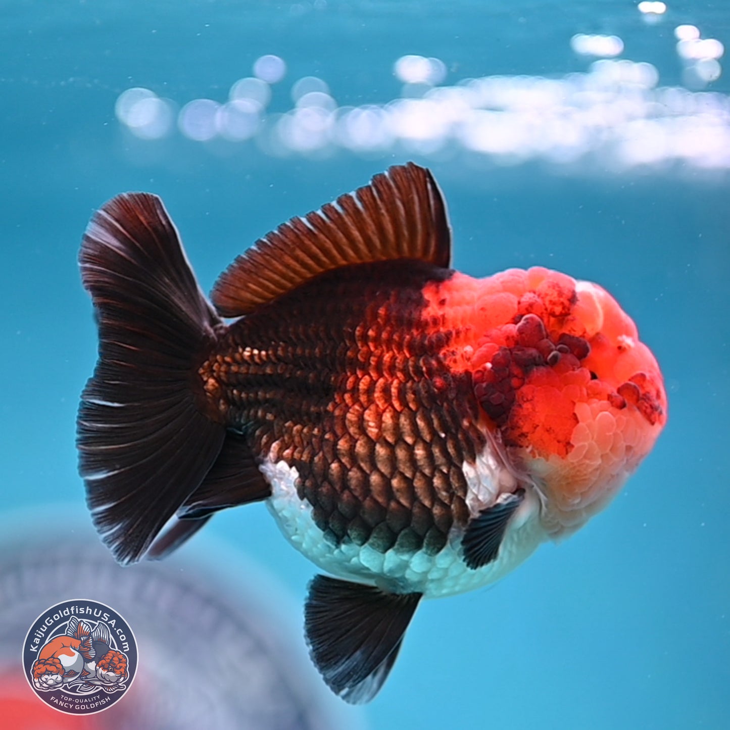 Tricolor Oranda 3 inches Body - Male (241227_OR14) - Kaiju Goldfish USA