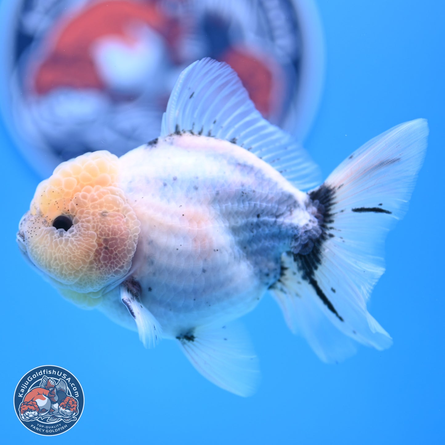 Shogun Blue Calico Oranda 3.5in Body (240802_OR14) - Kaiju Goldfish USA