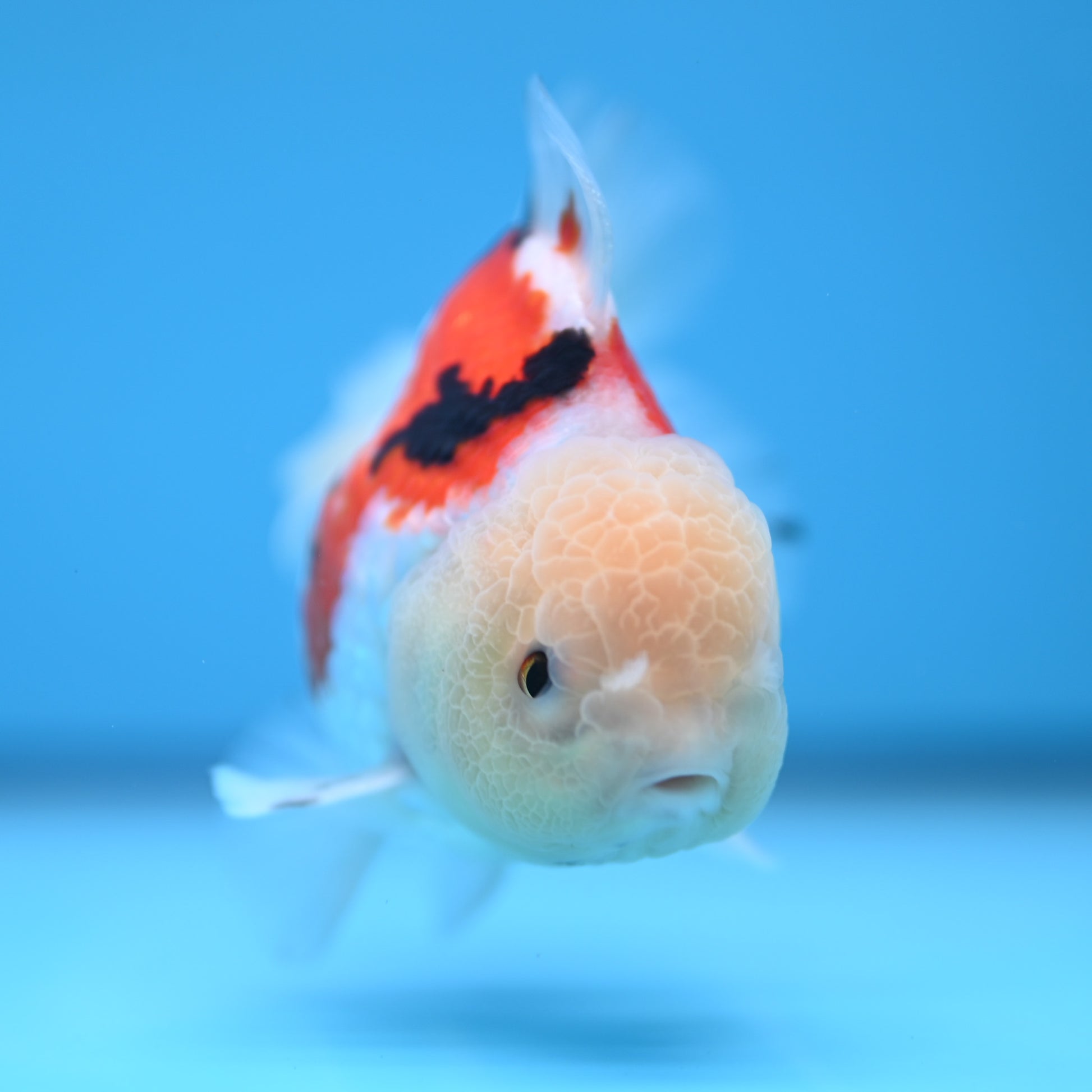 Tricolor Oranda 3.5-4 inches (241011_OR14) - Kaiju Goldfish USA