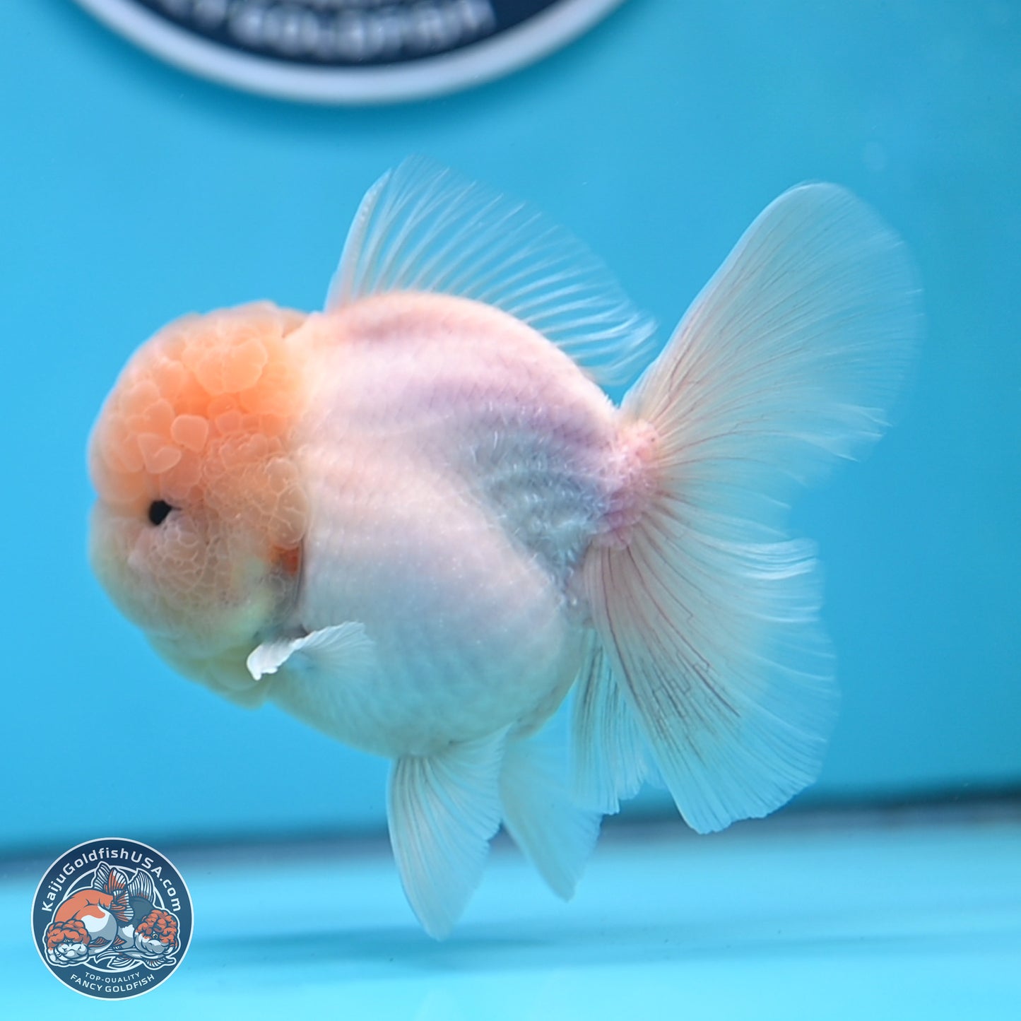 Sakura Rose Tail Oranda 3.25 inches Body - Male (250307_OR14)