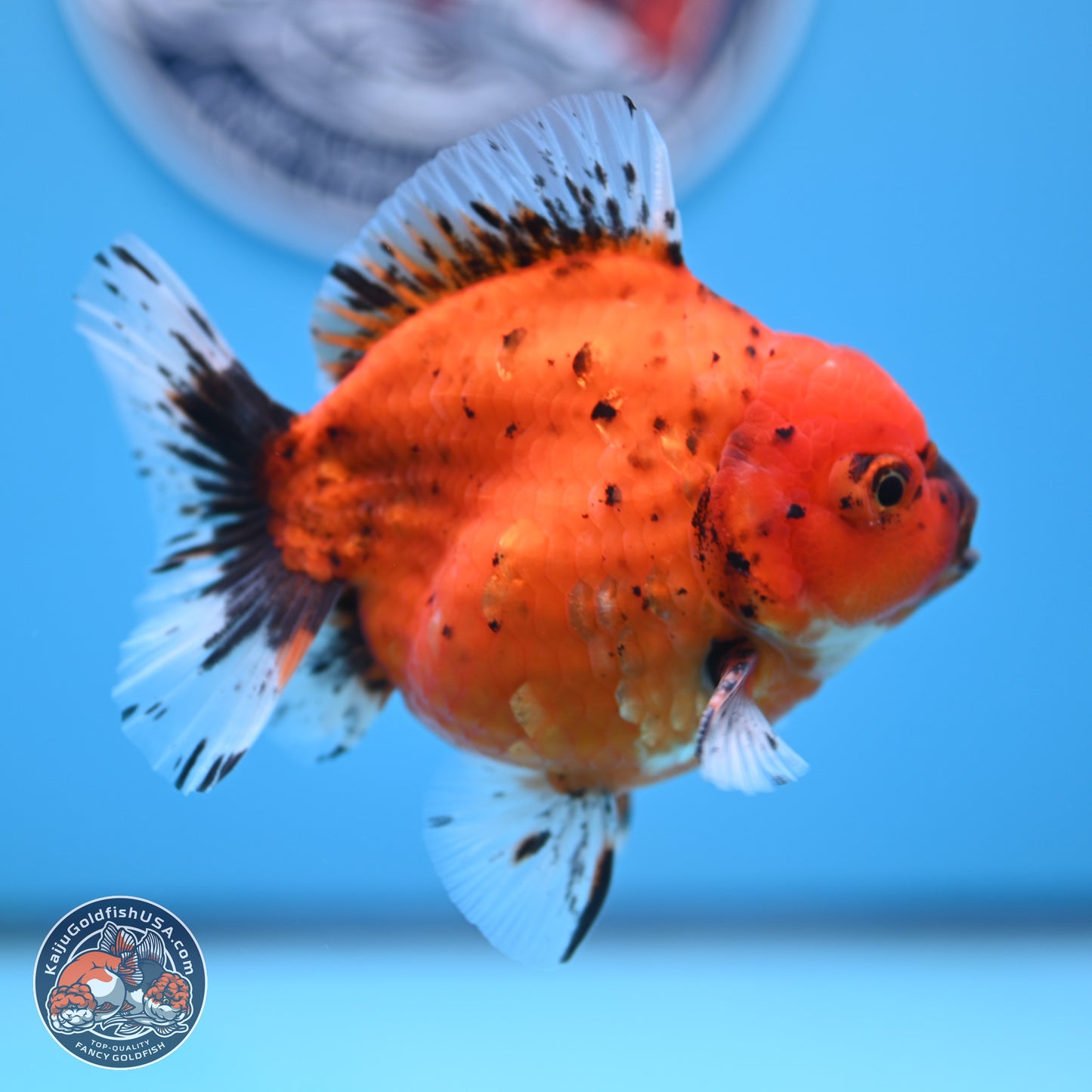 Shogun Tiger Oranda 3.75 inches Body - Male (250207_OR14)