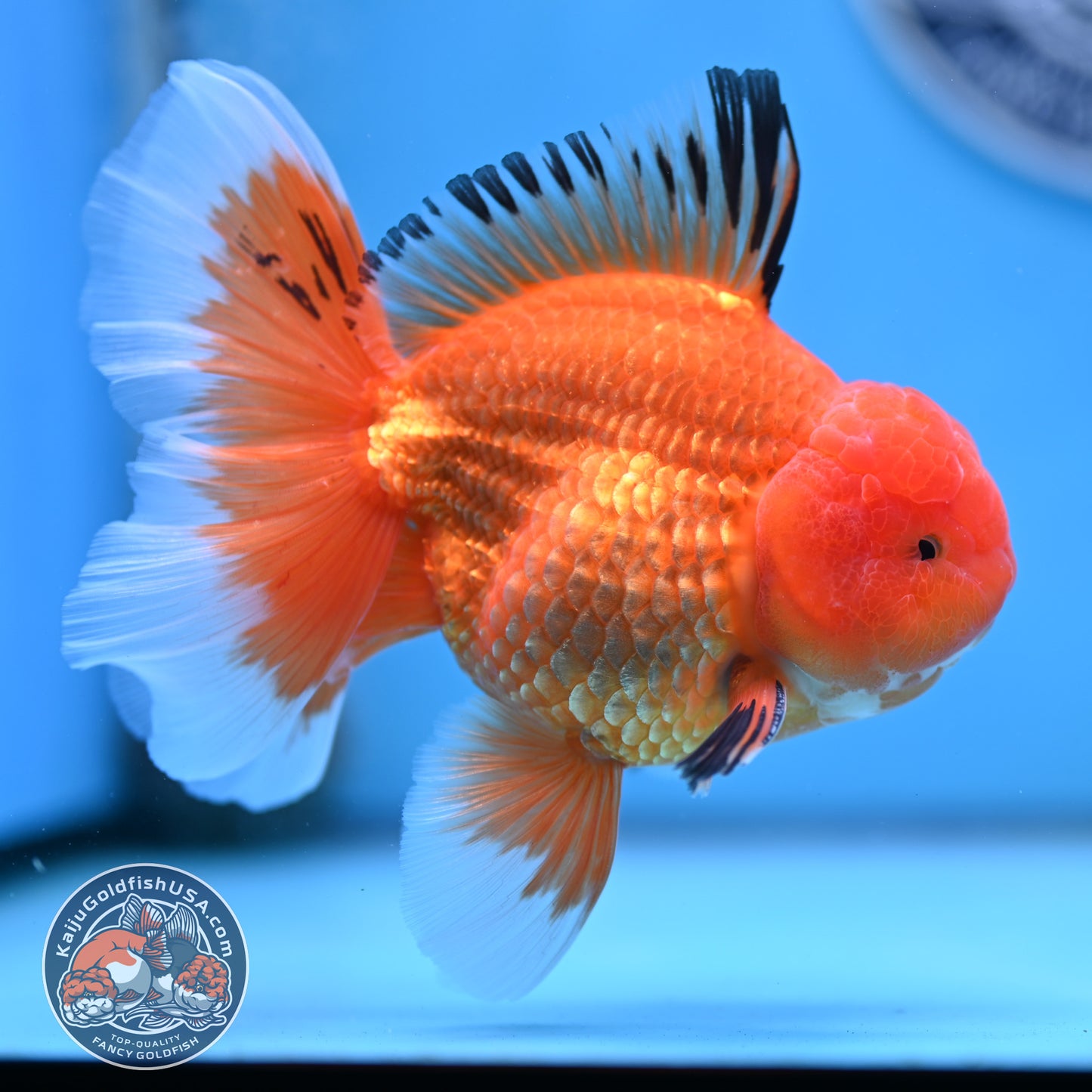 Apache Rose Tail Oranda 4 inches Body - Male (250418_OR14)