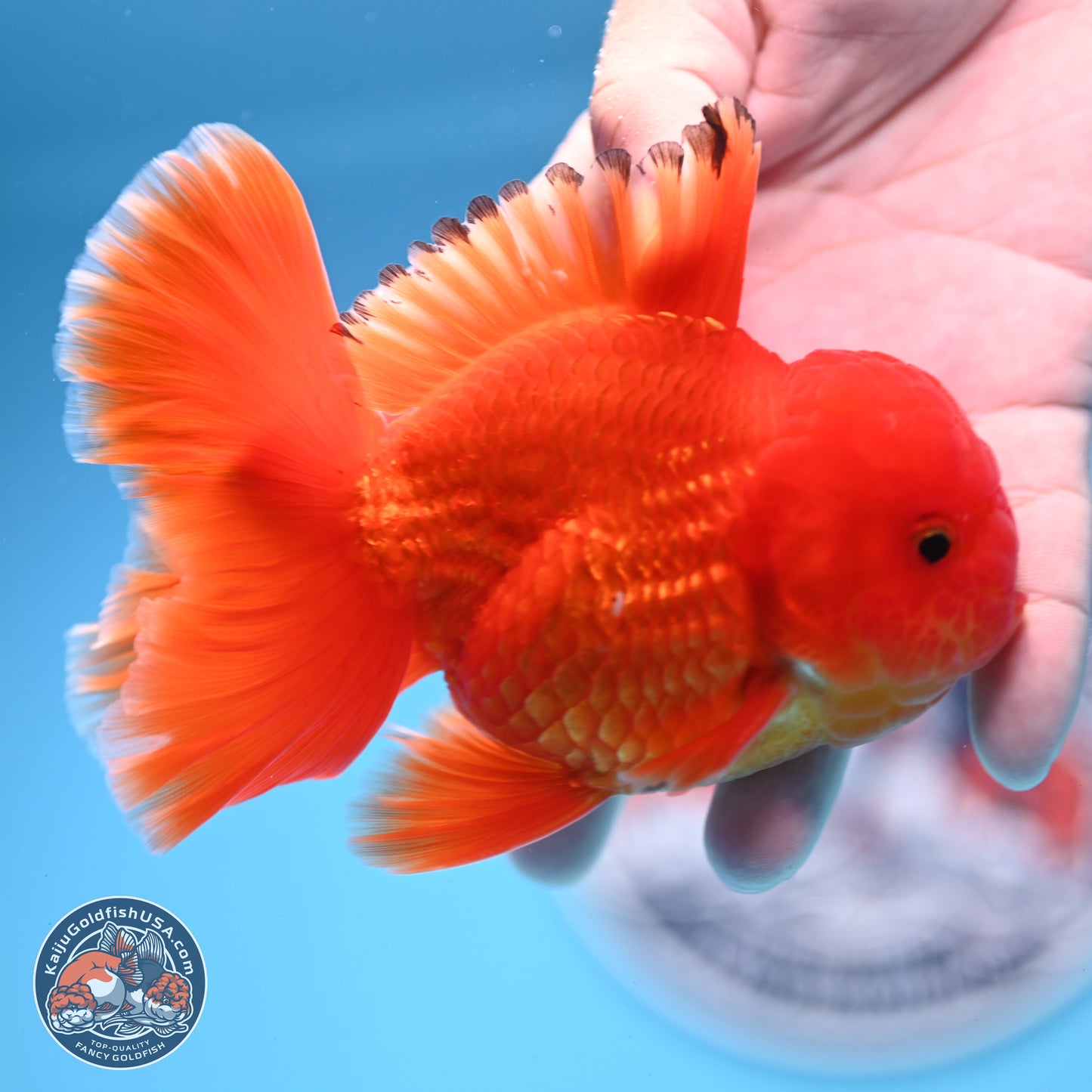 Classic Red Rose Tail Oranda 3.75 inches Body - Male (250228_OR14)