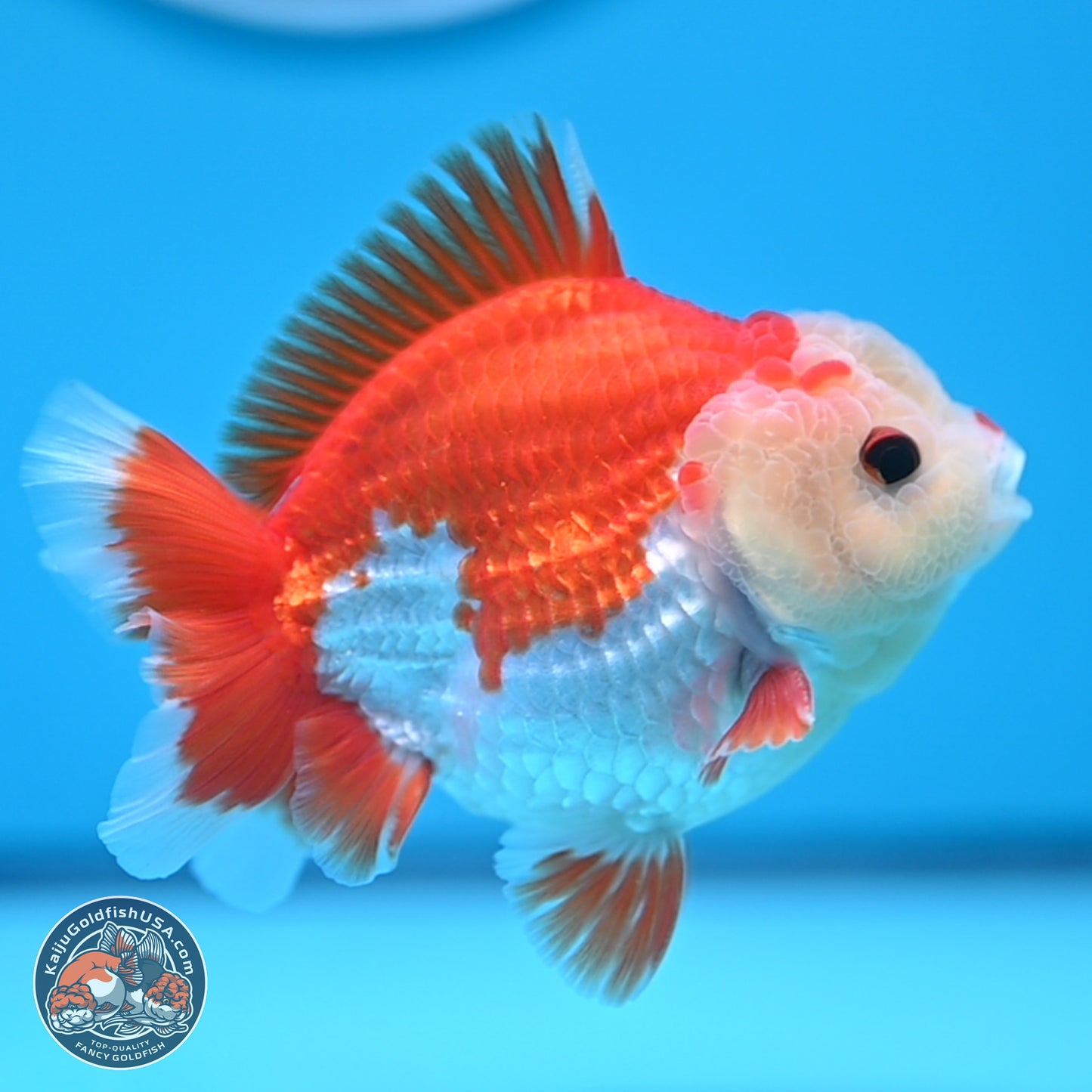 Red White YuanBao Oranda 4 inches (241018_OR14)