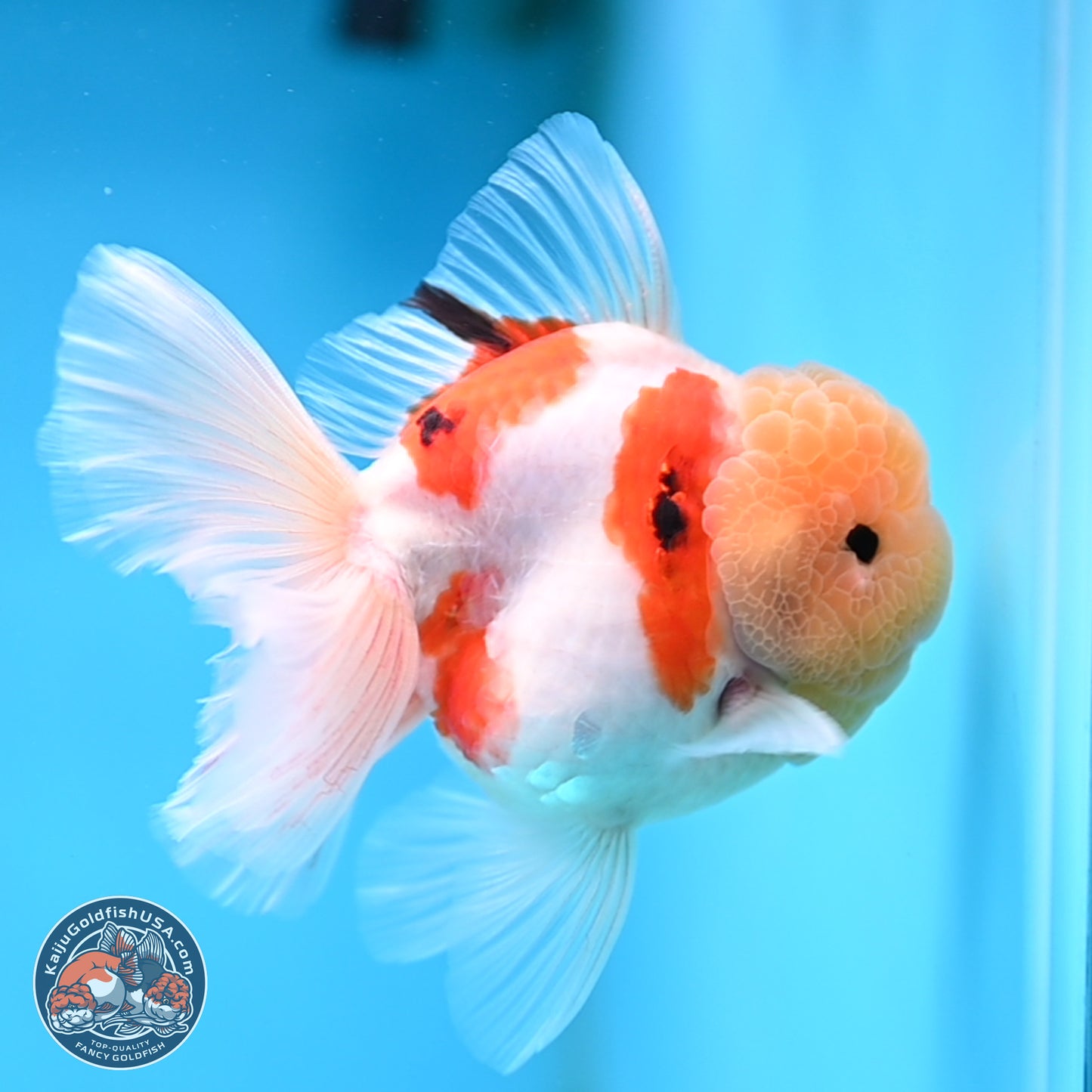 Lemon Head Tricolor Sakura Rose Tail Oranda 3.5 inches Body - Male (250314_OR14)