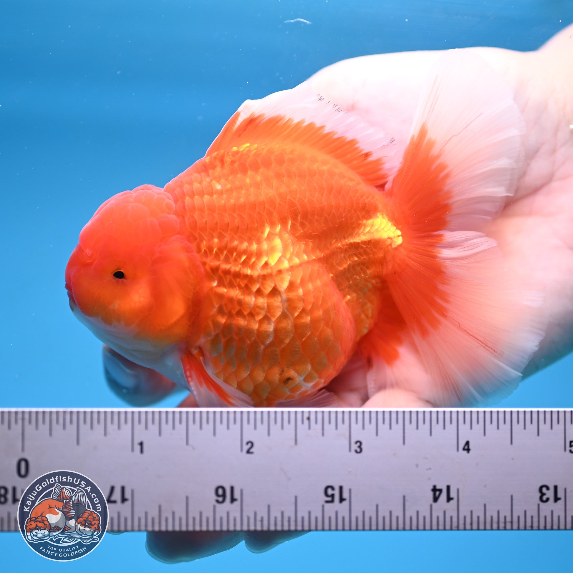 Classic Red Rose Tail Oranda 4.5 inches - Male (241115_OR14) - Kaiju Goldfish USA