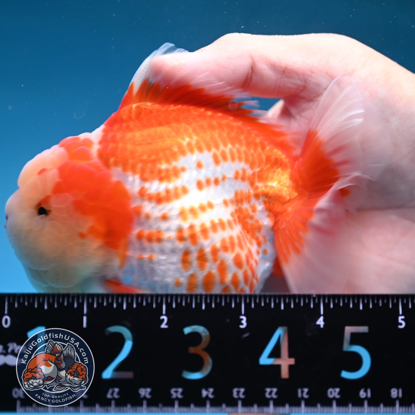 Deer Spot Red White Oranda 4 inches Body (250606_OR14)