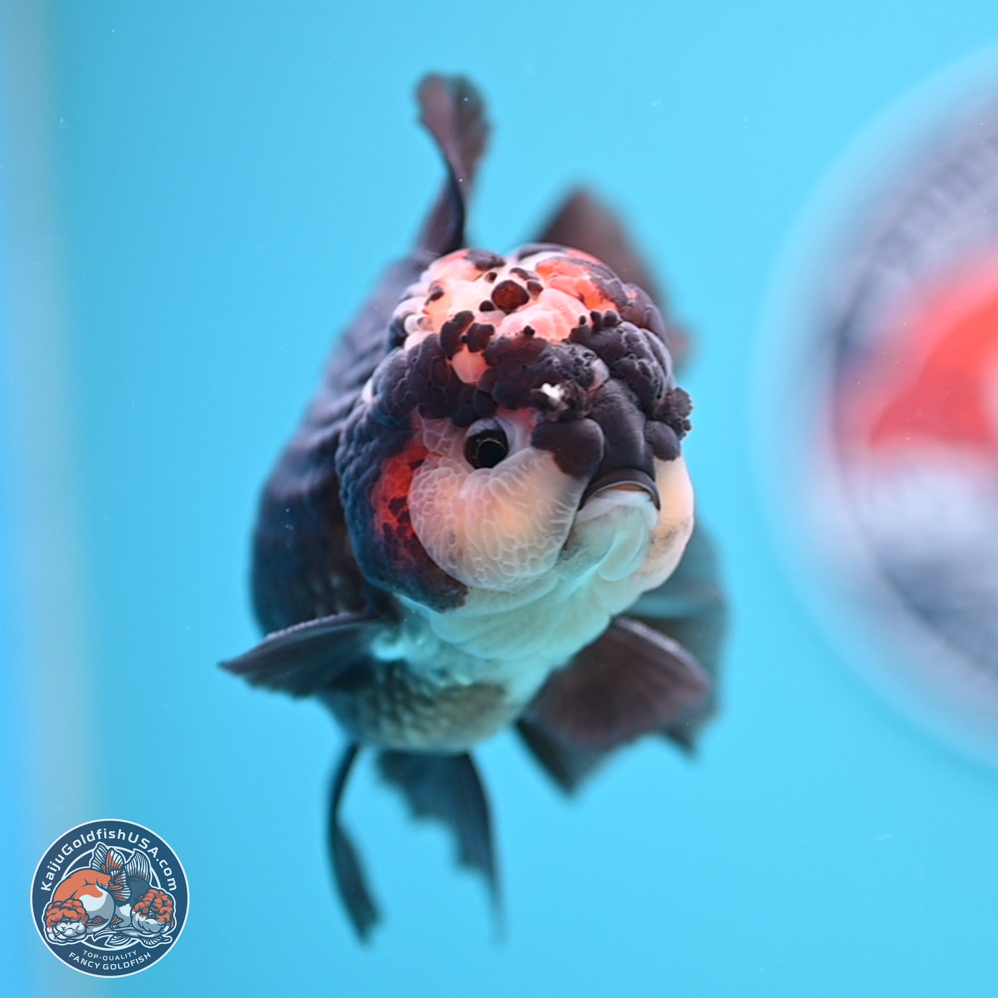 Tricolor Rose Tail Oranda 4.5 inches - Male (241122_OR14) - Kaiju Goldfish USA