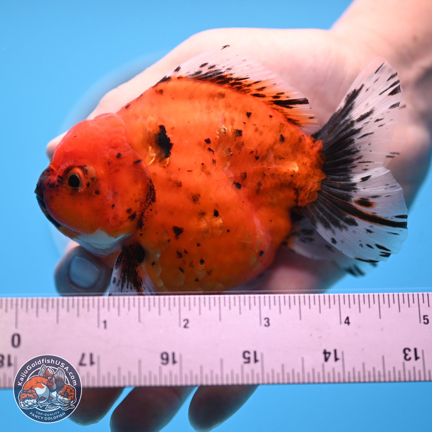 Shogun Tiger Oranda 3.75 inches Body - Male (250207_OR14)