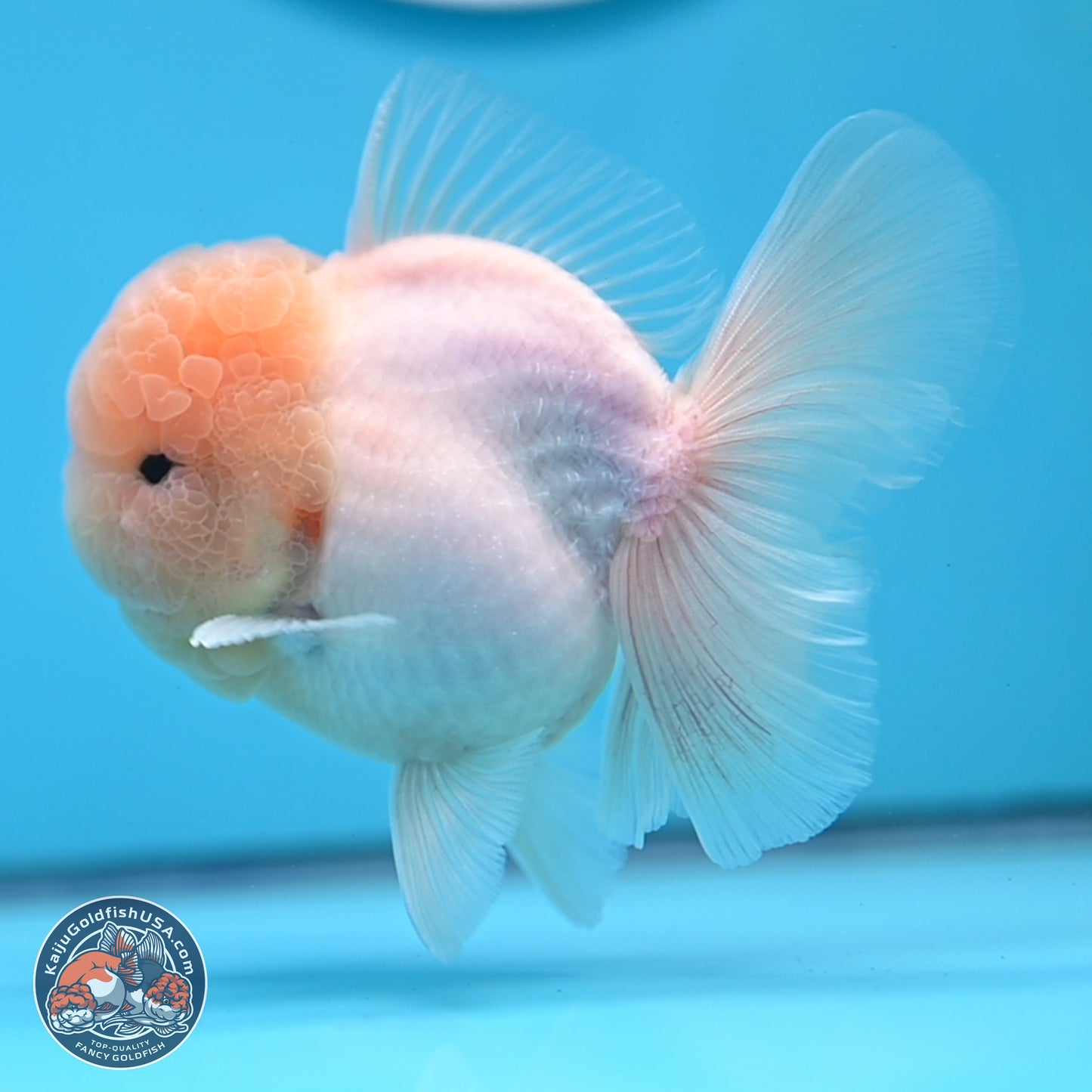 Sakura Rose Tail Oranda 3.25 inches Body - Male (250307_OR14)
