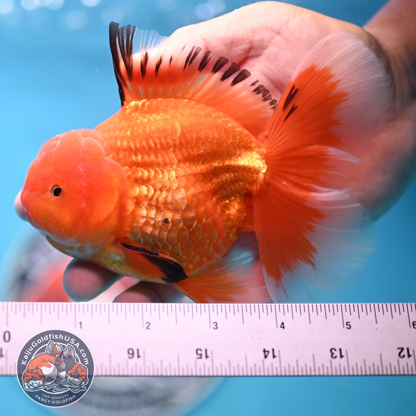 Apache Rose Tail Oranda 4 inches Body - Male (250418_OR14)