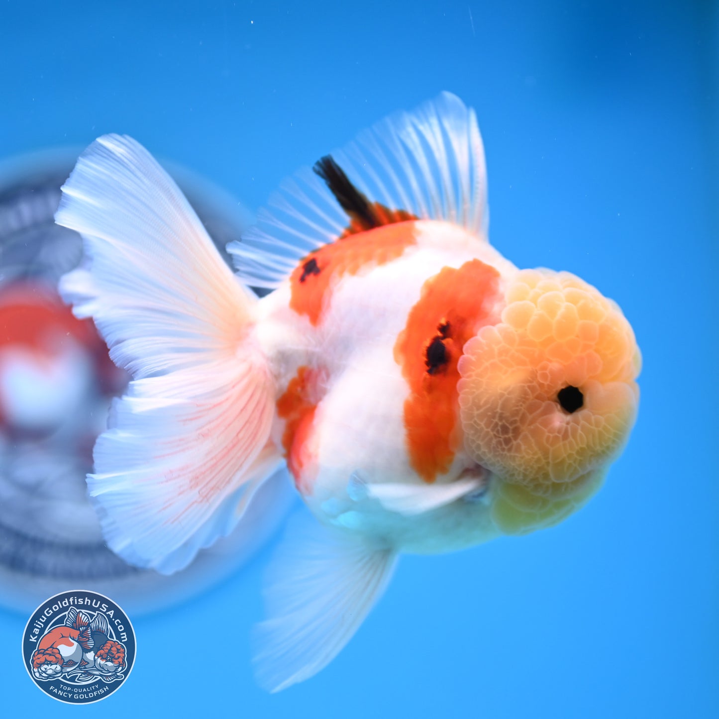 Lemon Head Tricolor Sakura Rose Tail Oranda 3.5 inches Body - Male (250314_OR14)