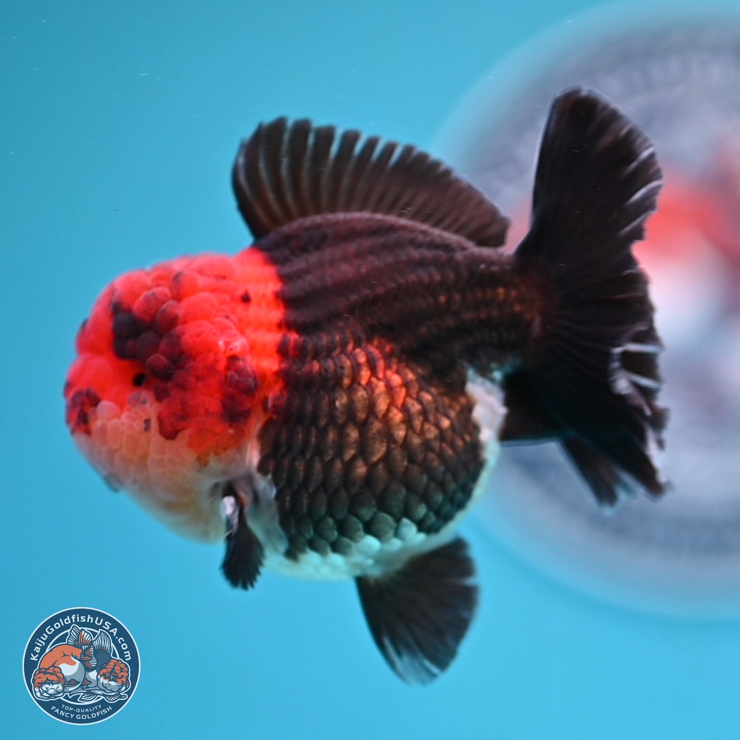 Tricolor Oranda 3 inches Body - Male (241227_OR14) - Kaiju Goldfish USA