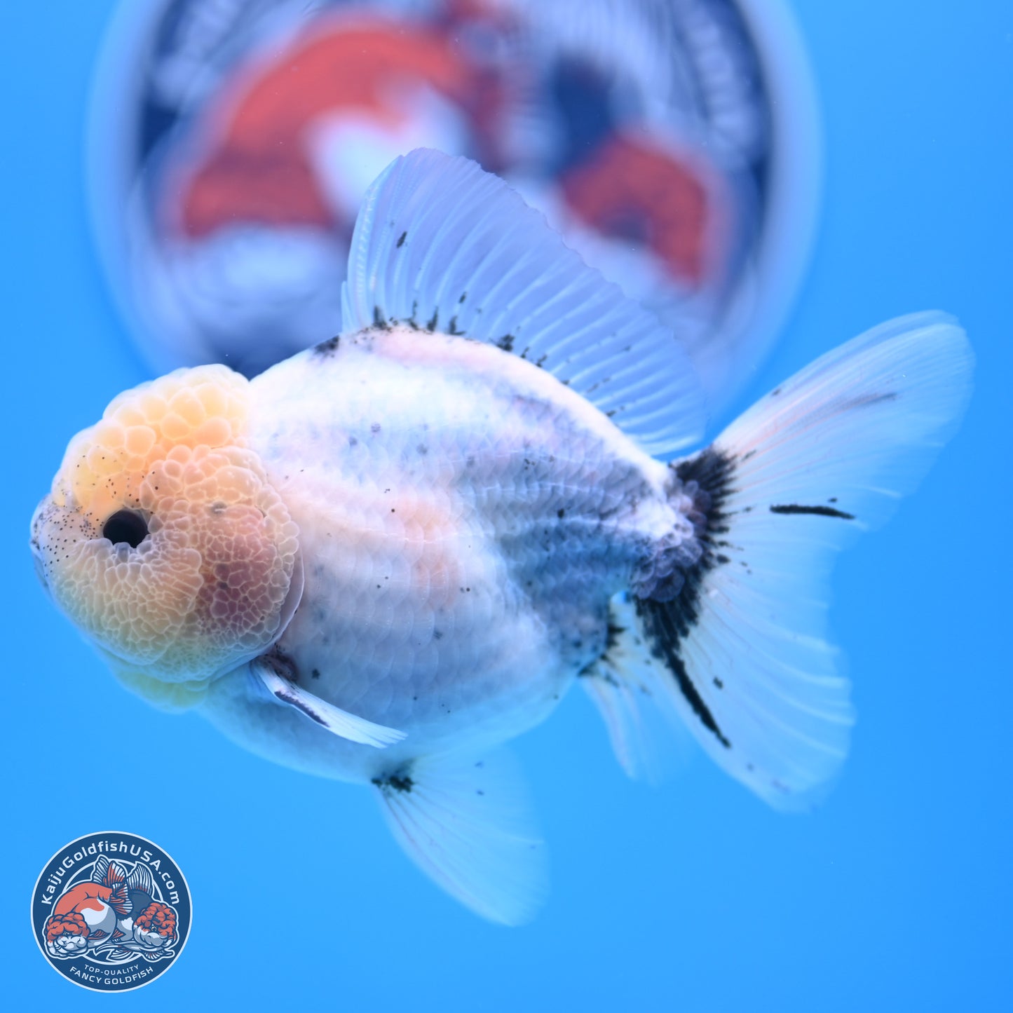 Shogun Blue Calico Oranda 3.5in Body (240802_OR14) - Kaiju Goldfish USA