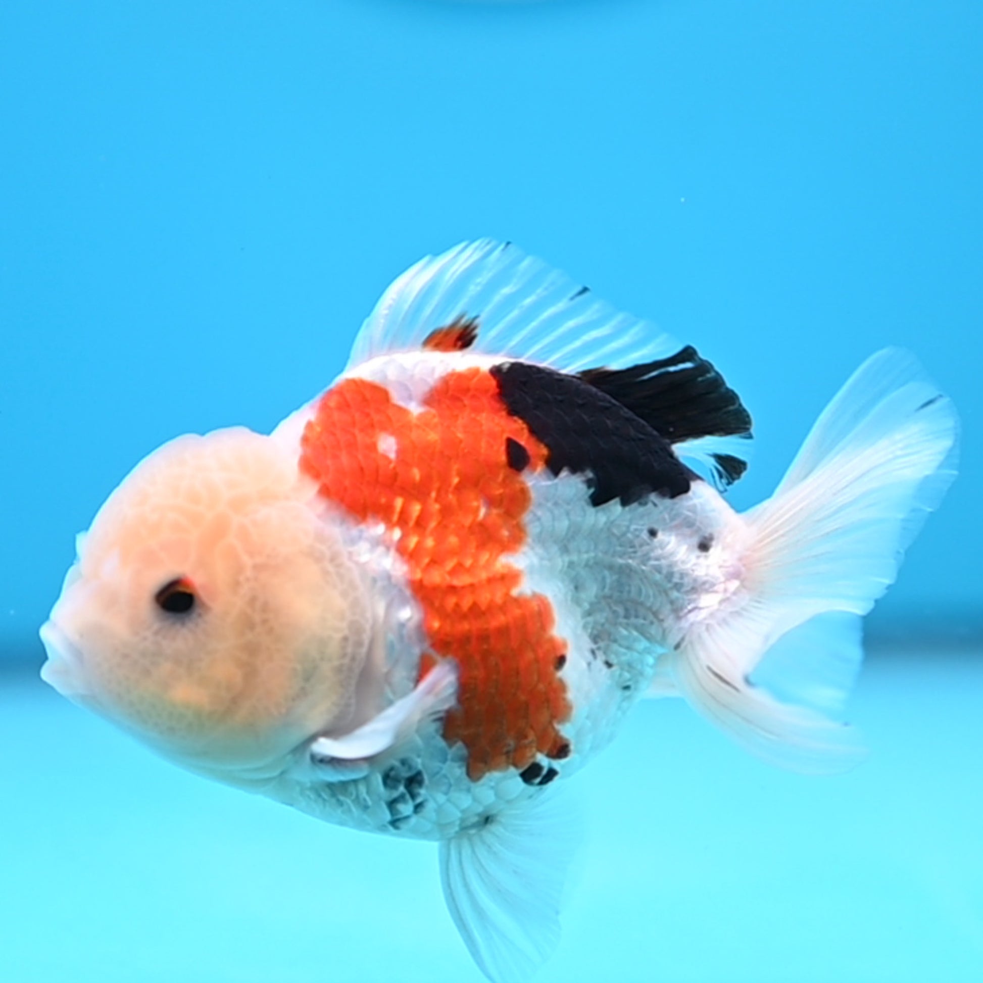 Tricolor Oranda 3.5-4 inches (241011_OR14) - Kaiju Goldfish USA