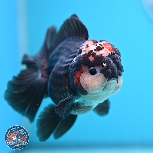 Tricolor Rose Tail Oranda 4.5 inches - Male (241122_OR14) - Kaiju Goldfish USA