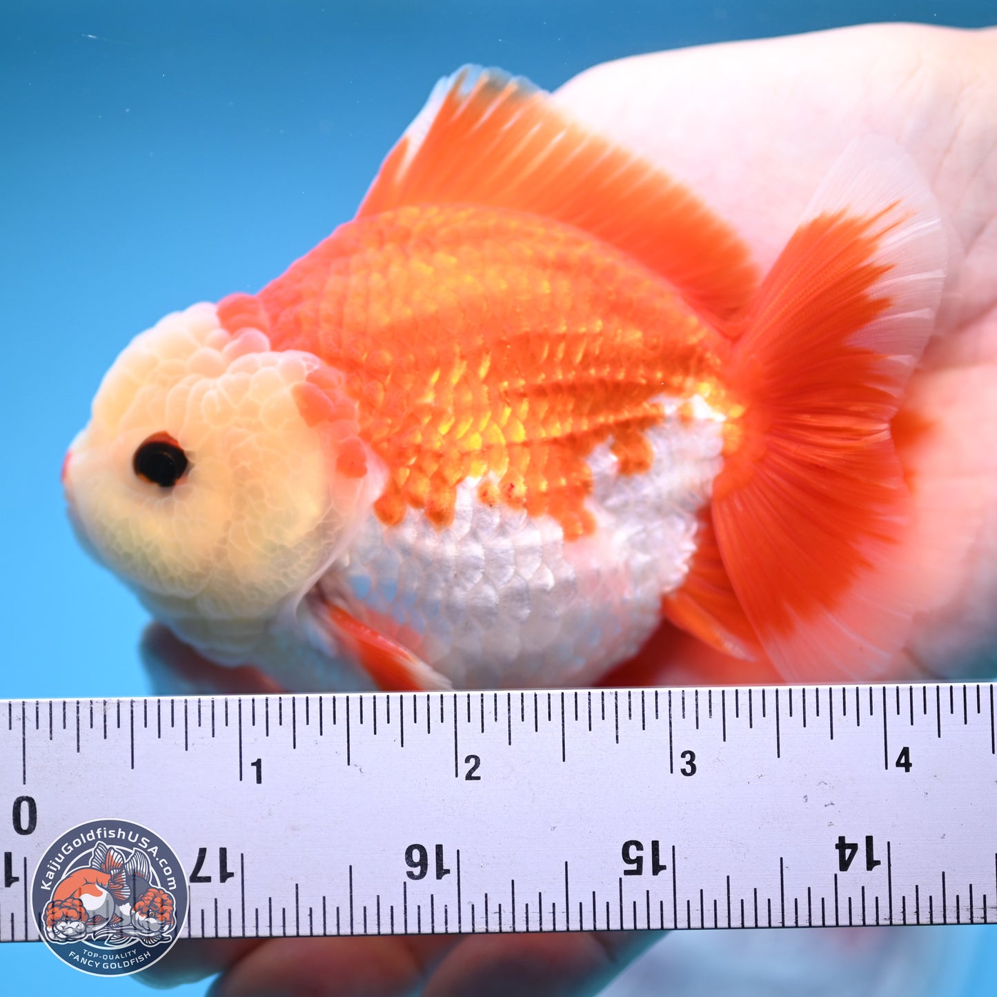 Red White YuanBao Oranda 4 inches (241018_OR14)