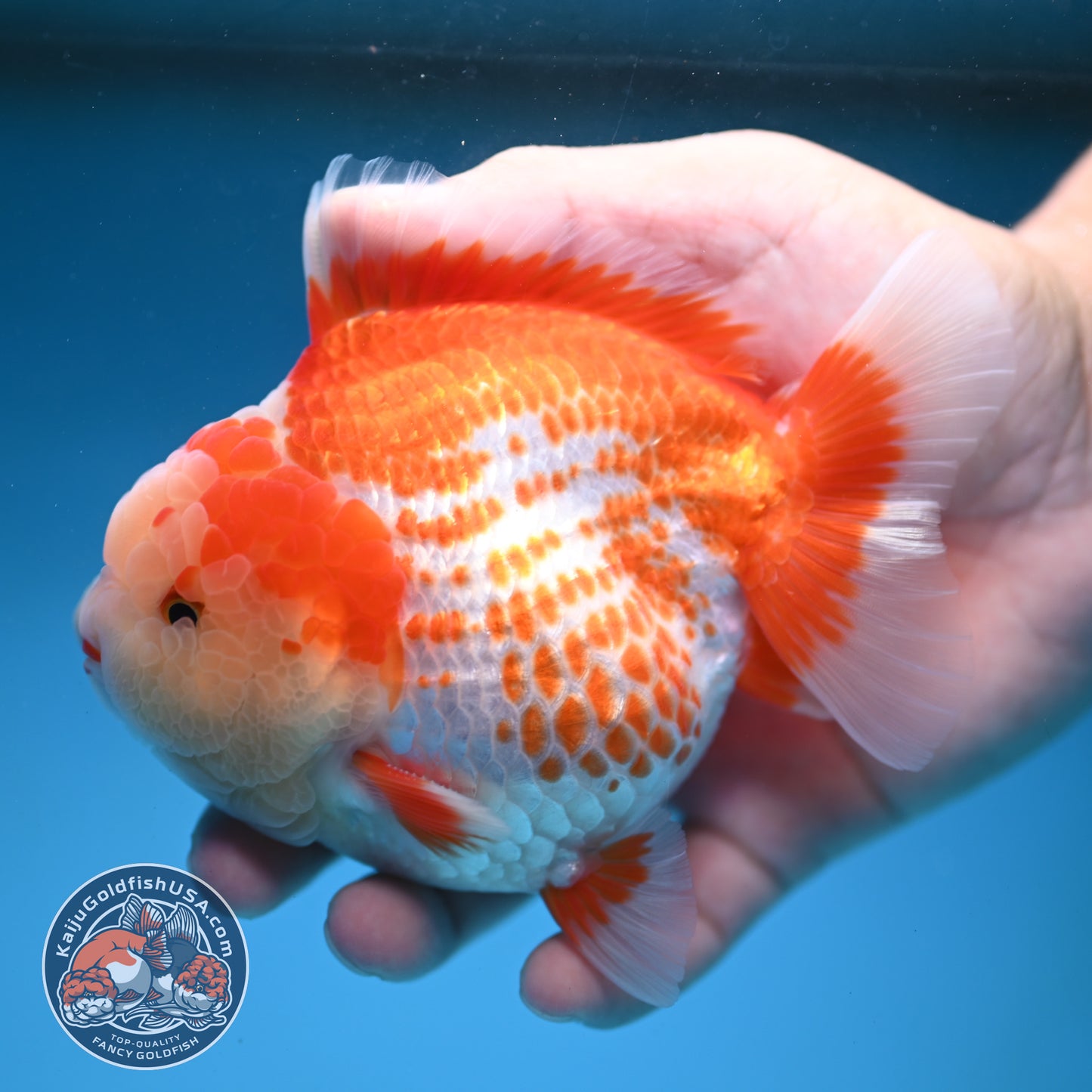 Deer Spot Red White Oranda 4 inches Body (250606_OR14)