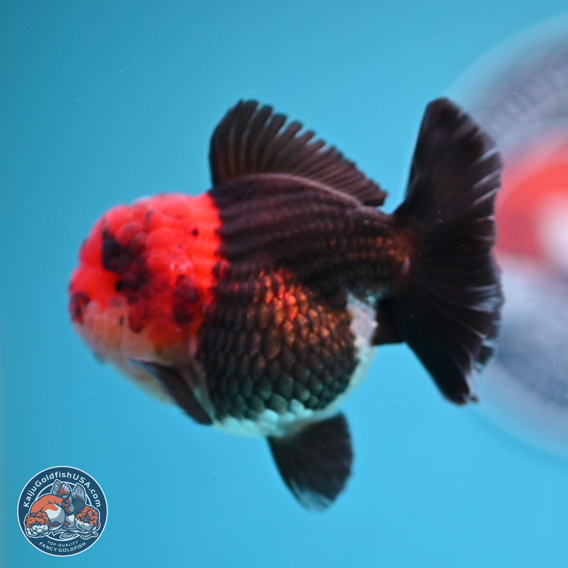 Tricolor Oranda 3 inches Body - Male (241227_OR14) - Kaiju Goldfish USA