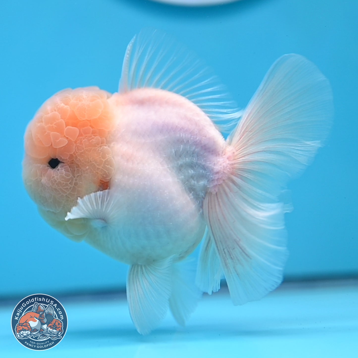 Sakura Rose Tail Oranda 3.25 inches Body - Male (250307_OR14)
