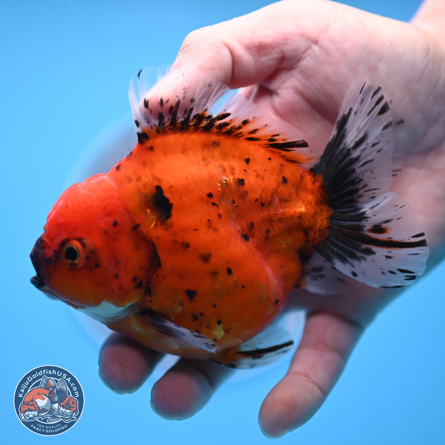 Shogun Tiger Oranda 3.75 inches Body - Male (250207_OR14)