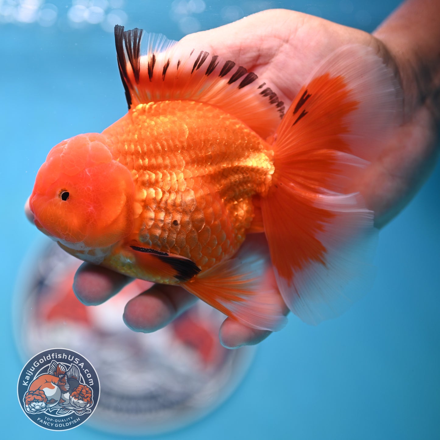 Apache Rose Tail Oranda 4 inches Body - Male (250418_OR14)