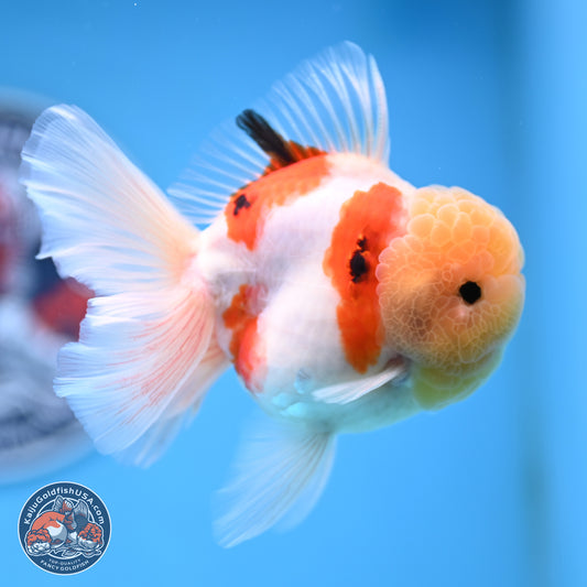 Lemon Head Tricolor Sakura Rose Tail Oranda 3.5 inches Body - Male (250314_OR14)