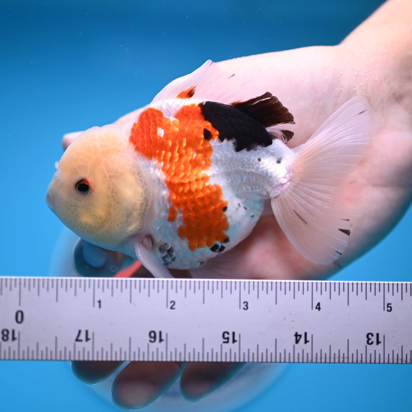 Tricolor Oranda 3.5-4 inches (241011_OR14) - Kaiju Goldfish USA