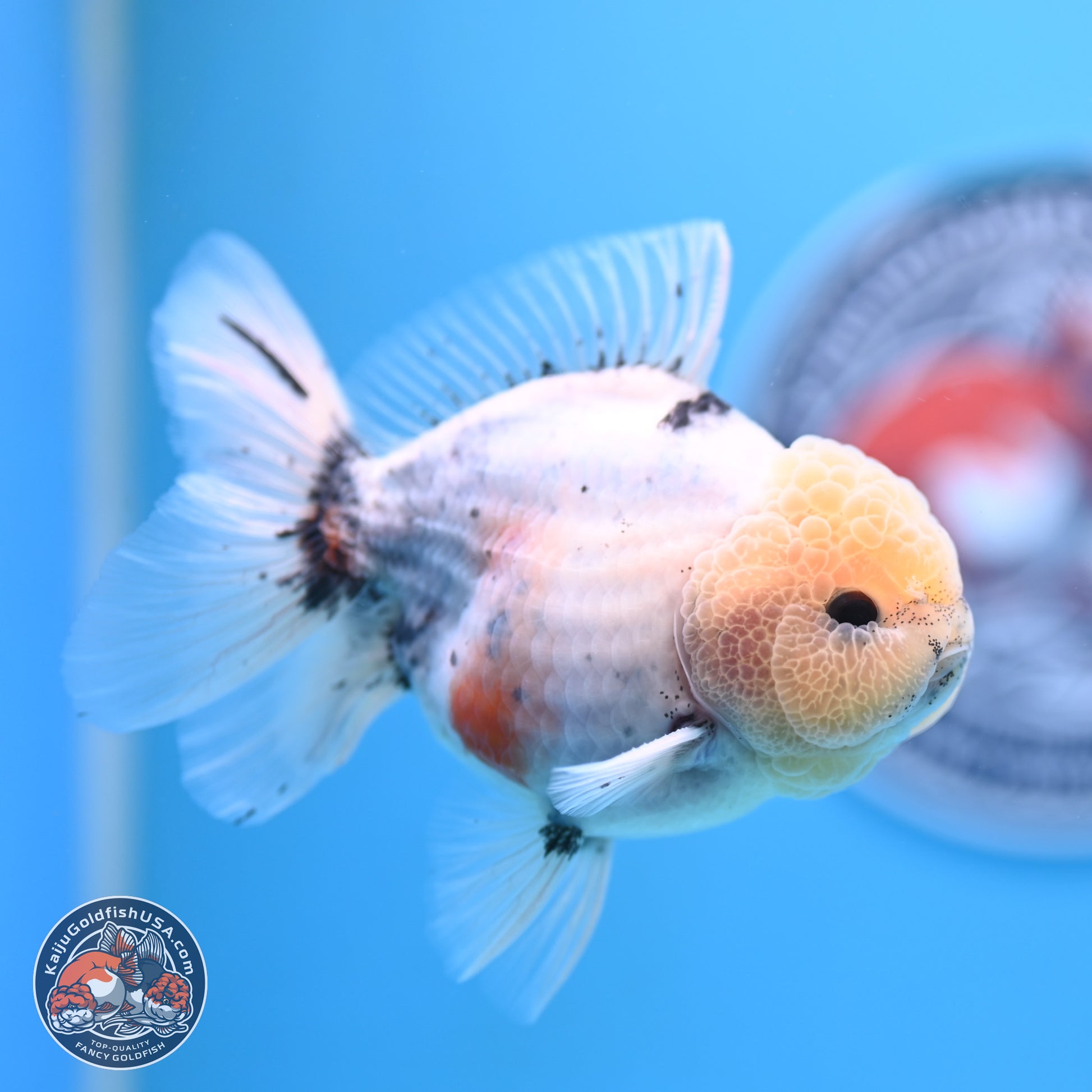 Shogun Blue Calico Oranda 3.5in Body (240802_OR14) - Kaiju Goldfish USA