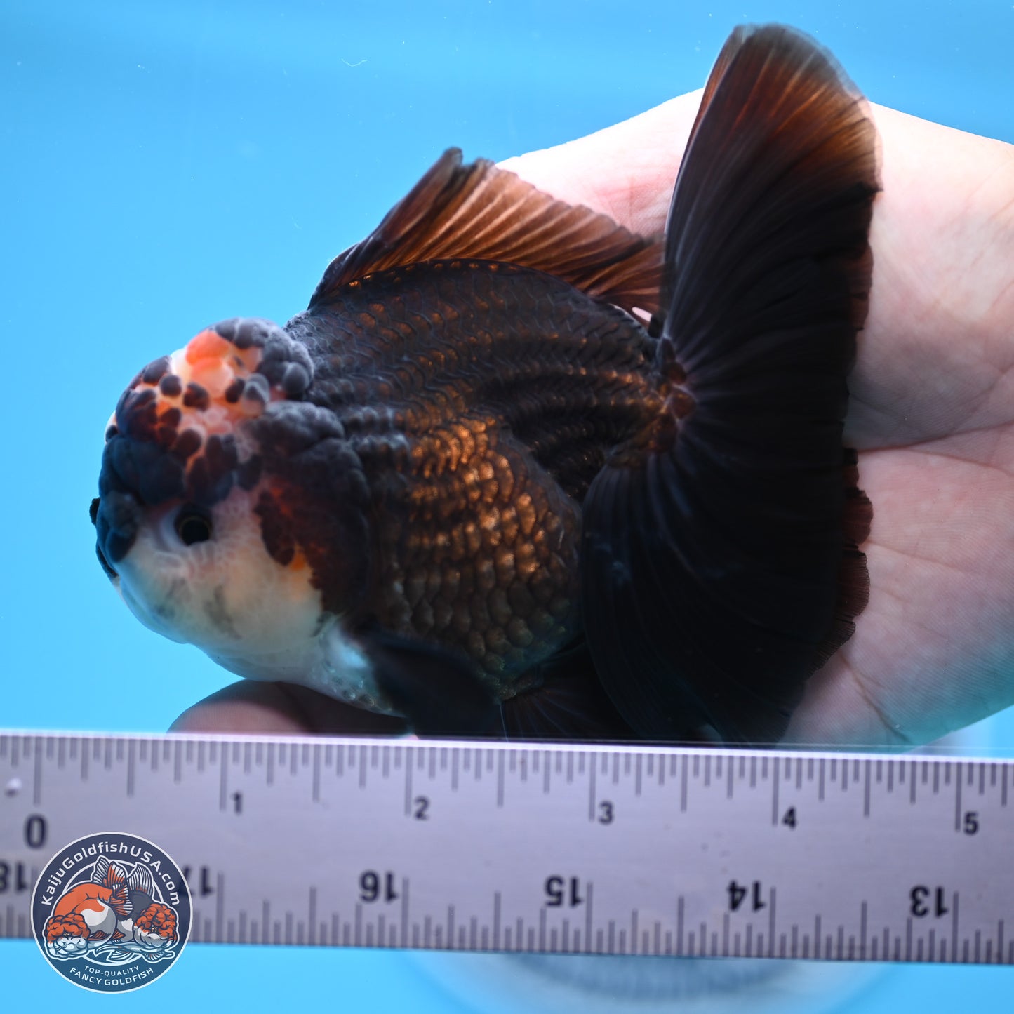 Tricolor Rose Tail Oranda 4.5 inches - Male (241122_OR14) - Kaiju Goldfish USA