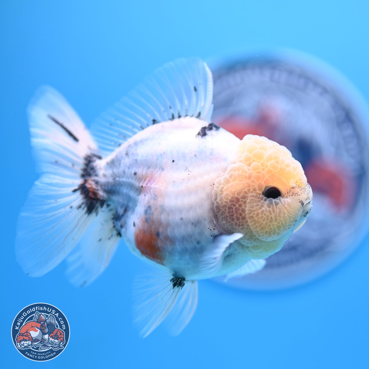 Shogun Blue Calico Oranda 3.5in Body (240802_OR14) - Kaiju Goldfish USA