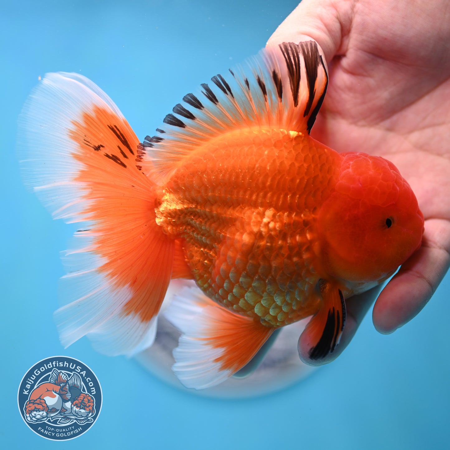 Apache Rose Tail Oranda 4 inches Body - Male (250418_OR14)