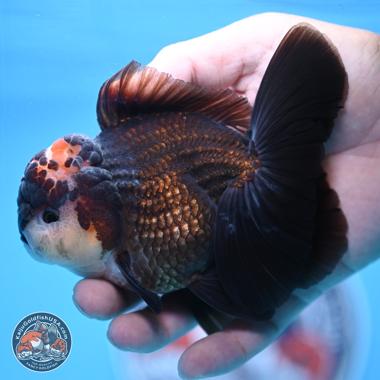 Tricolor Rose Tail Oranda 4.5 inches - Male (241122_OR14) - Kaiju Goldfish USA