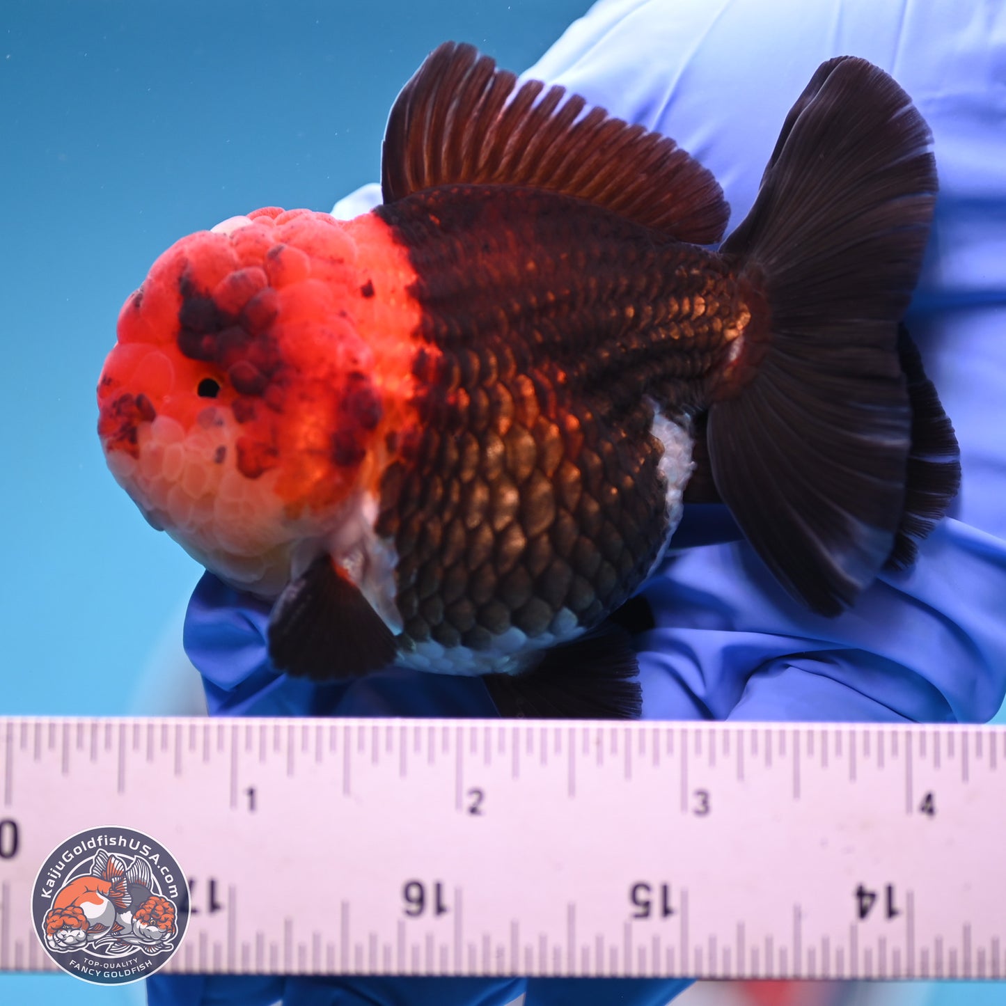 Tricolor Oranda 3 inches Body - Male (241227_OR14) - Kaiju Goldfish USA