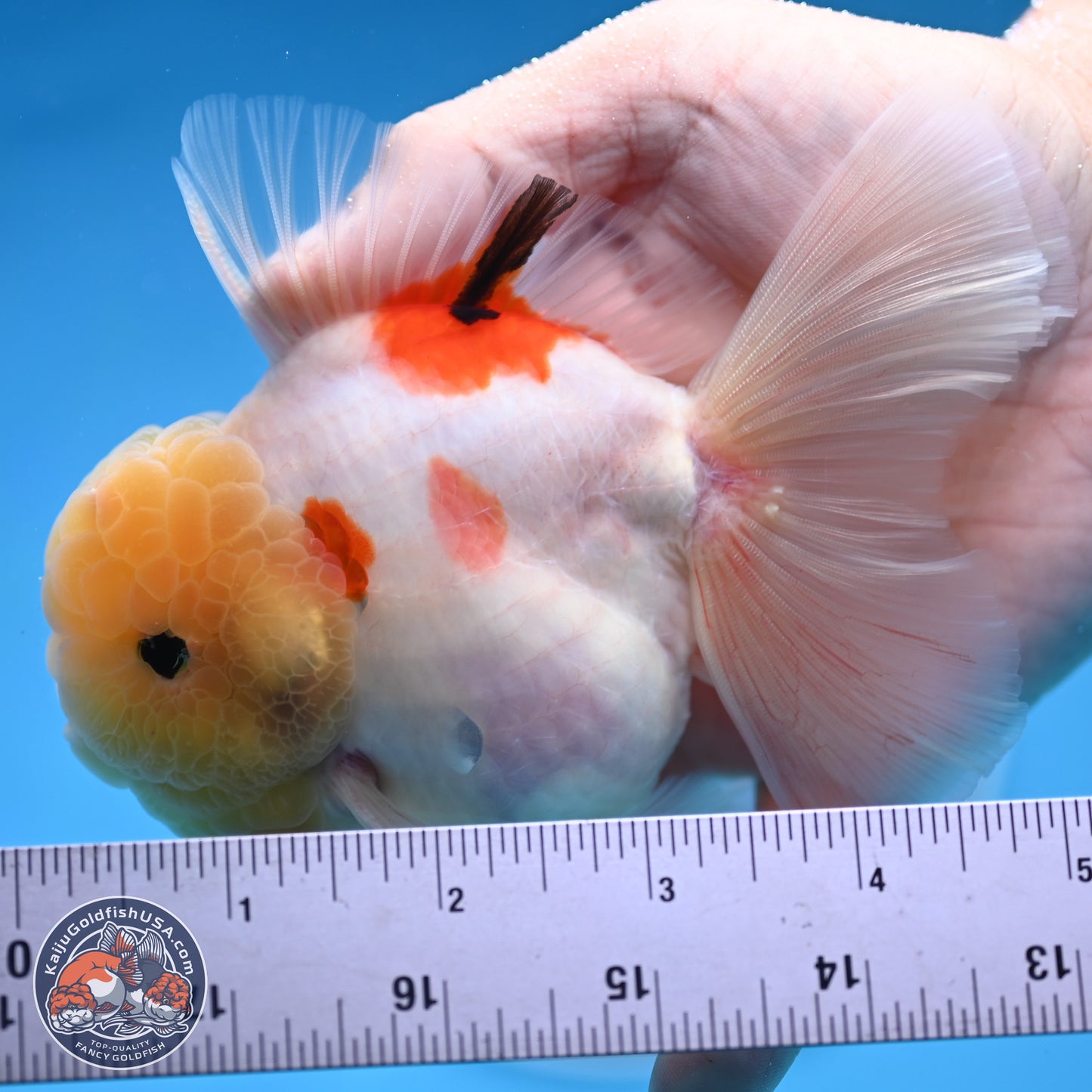 Lemon Head Tricolor Sakura Rose Tail Oranda 3.5 inches Body - Male (250314_OR14)