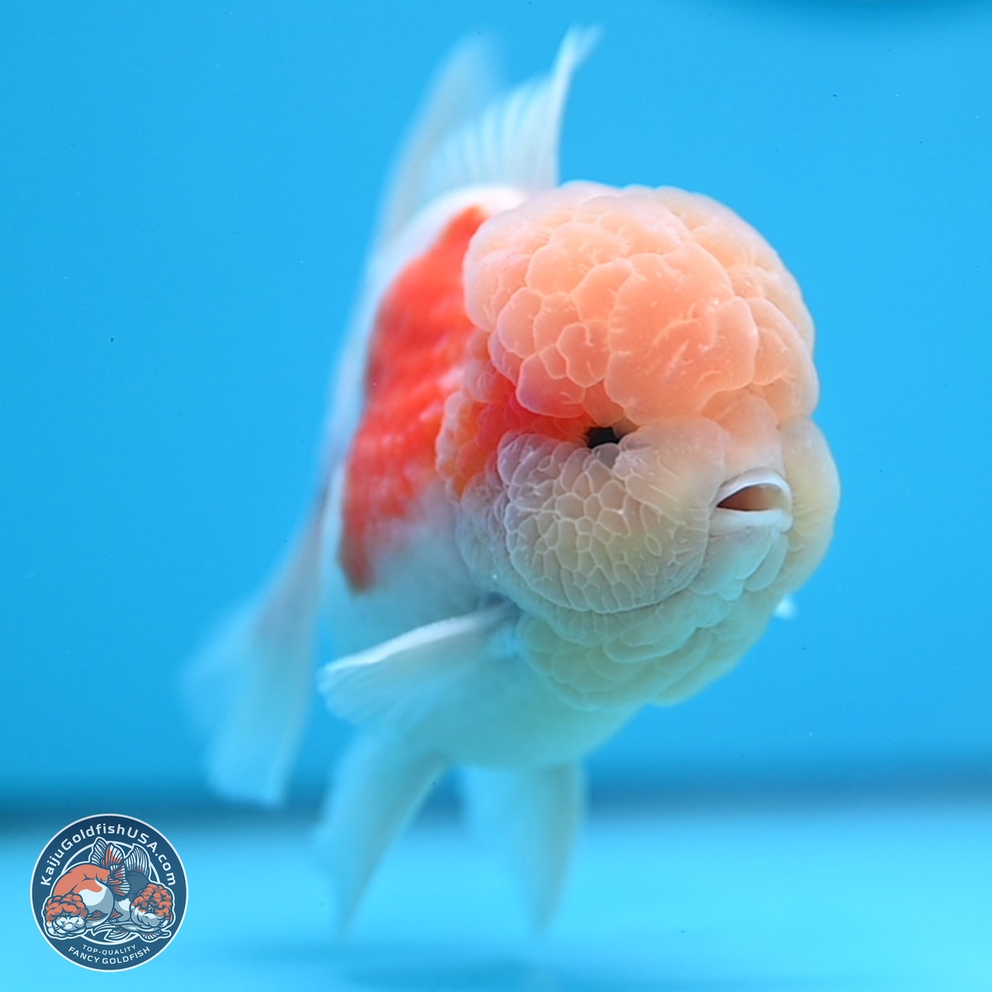 Sakura Rose Tail Oranda 3.25 inches Body - Male (250307_OR14)
