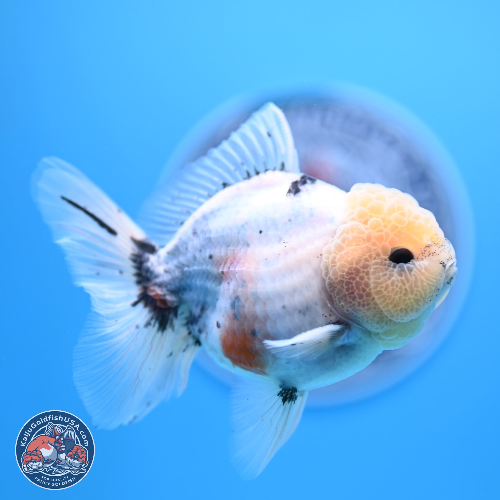 Shogun Blue Calico Oranda 3.5in Body (240802_OR14) - Kaiju Goldfish USA