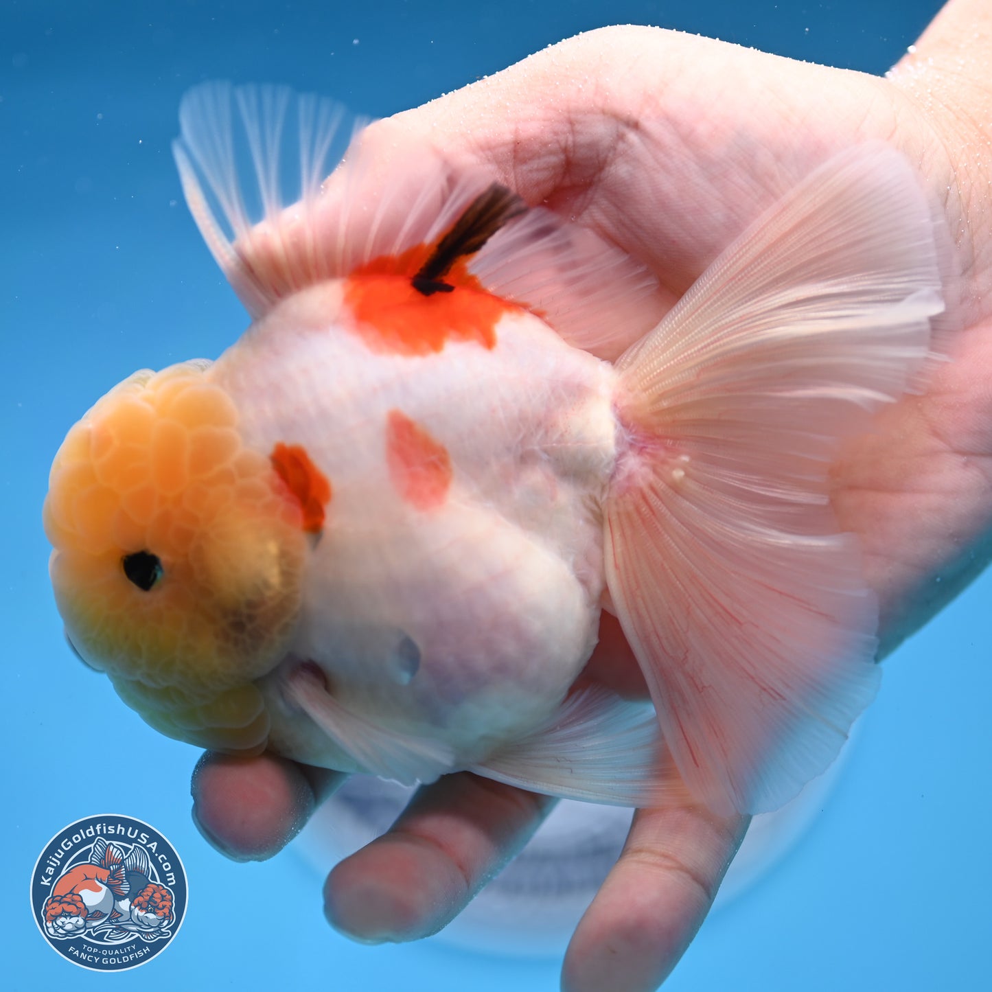 Lemon Head Tricolor Sakura Rose Tail Oranda 3.5 inches Body - Male (250314_OR14)