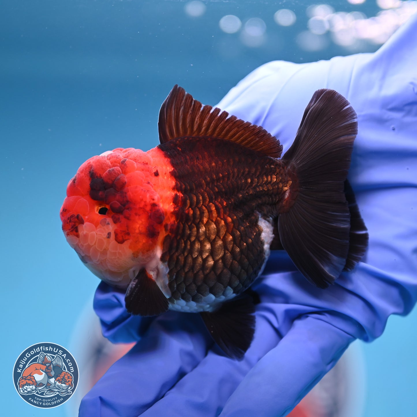 Tricolor Oranda 3 inches Body - Male (241227_OR14) - Kaiju Goldfish USA