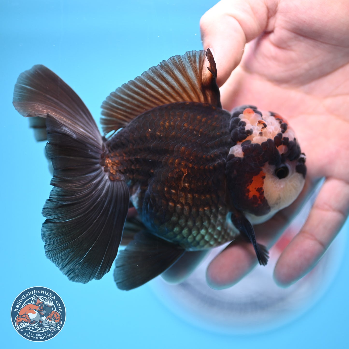 Tricolor Rose Tail Oranda 4.5 inches - Male (241122_OR14) - Kaiju Goldfish USA