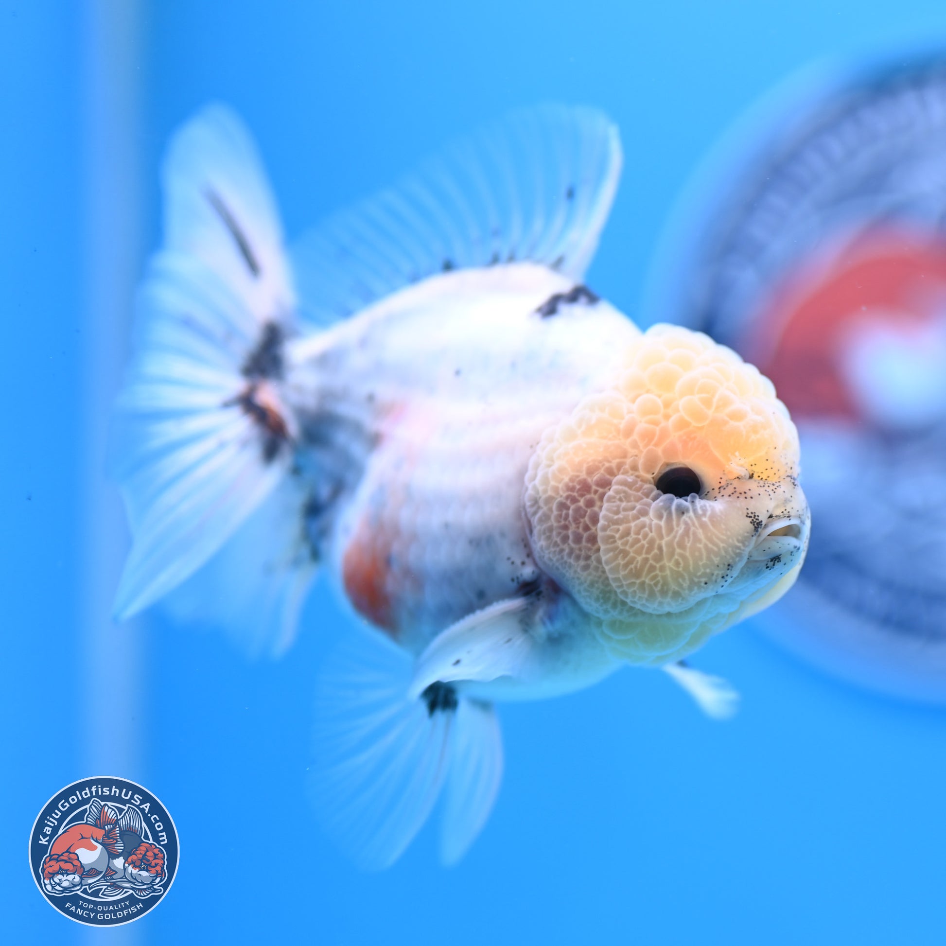 Shogun Blue Calico Oranda 3.5in Body (240802_OR14) - Kaiju Goldfish USA