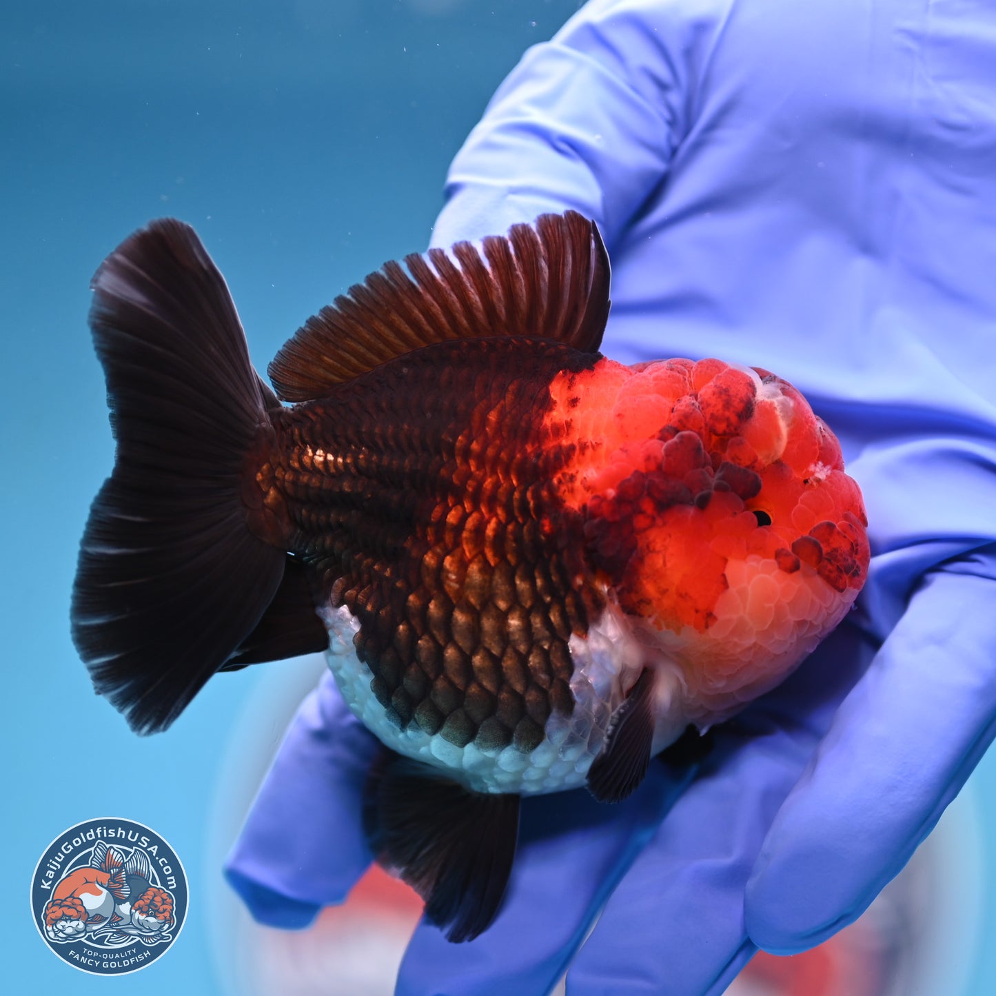 Tricolor Oranda 3 inches Body - Male (241227_OR14) - Kaiju Goldfish USA