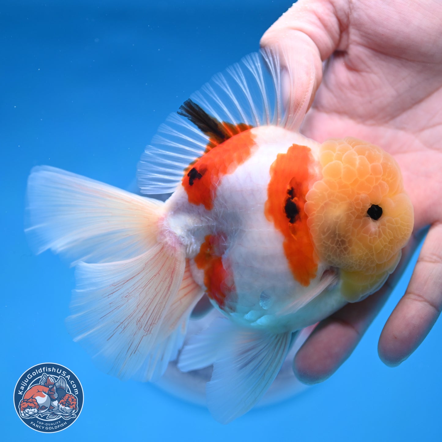 Lemon Head Tricolor Sakura Rose Tail Oranda 3.5 inches Body - Male (250314_OR14)