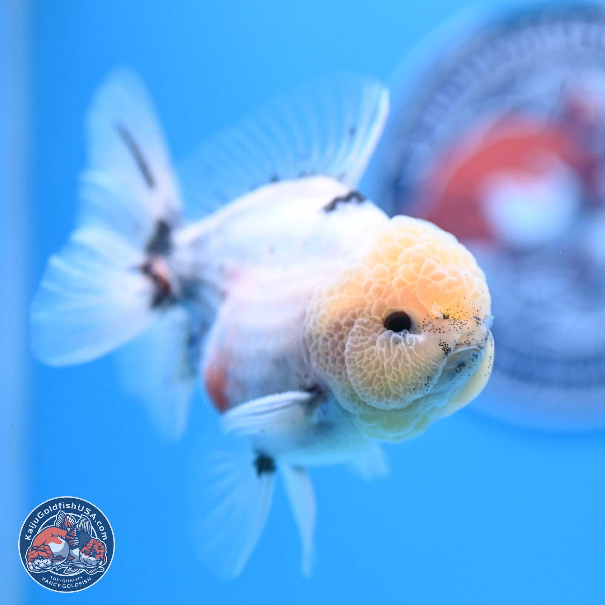 Shogun Blue Calico Oranda 3.5in Body (240802_OR14) - Kaiju Goldfish USA