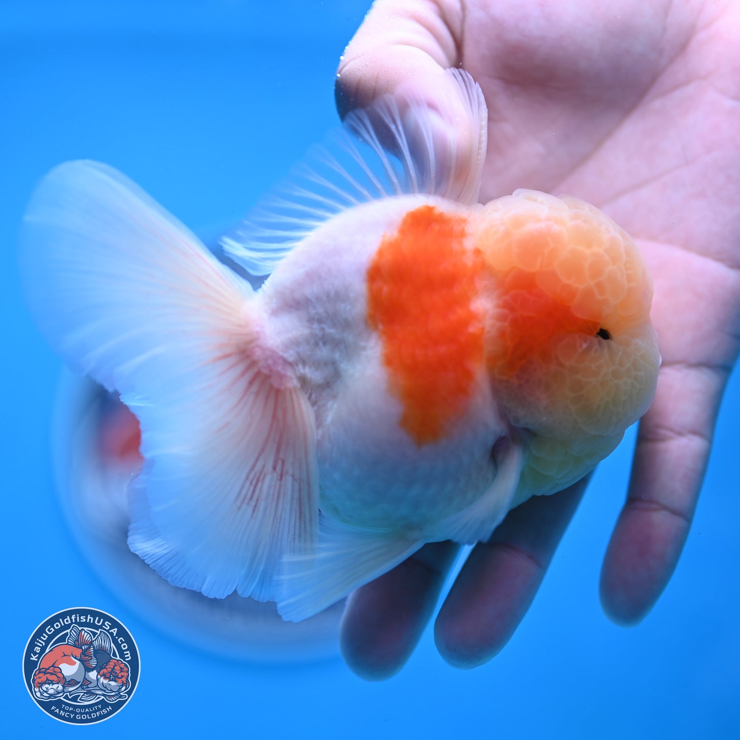 Sakura Rose Tail Oranda 3.25 inches Body - Male (250307_OR14)