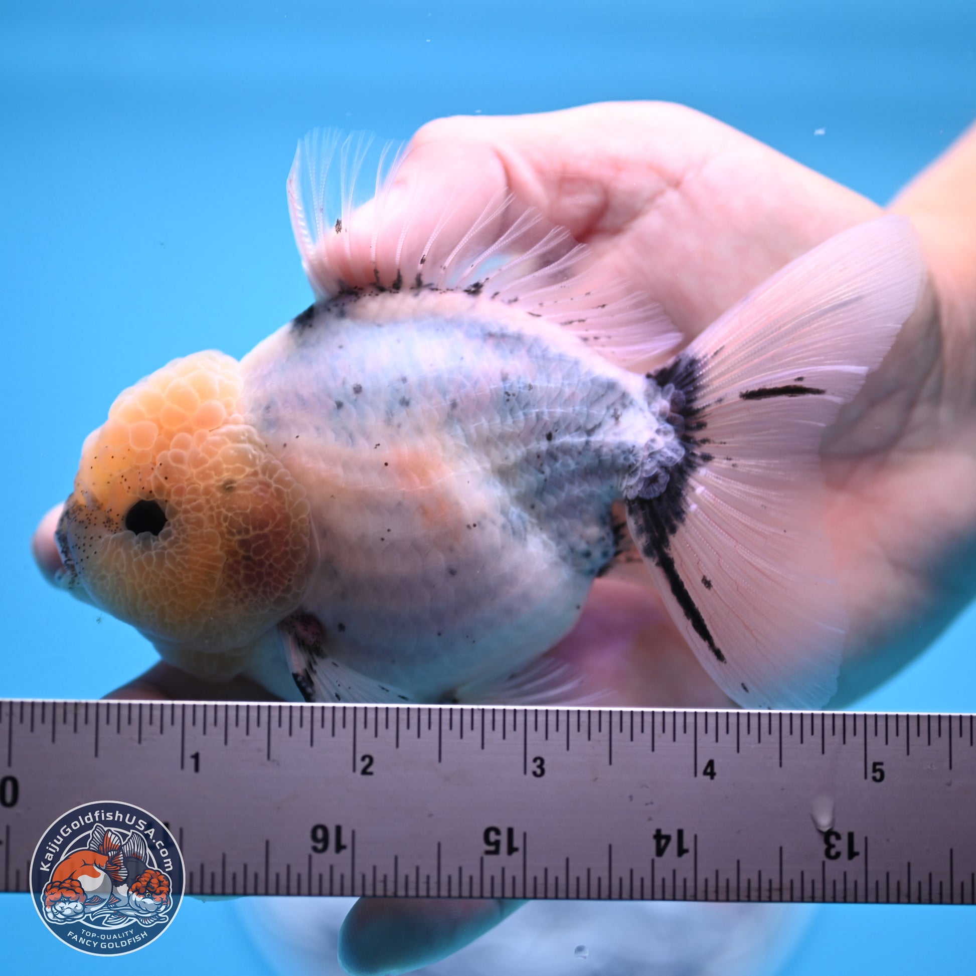 Shogun Blue Calico Oranda 3.5in Body (240802_OR14) - Kaiju Goldfish USA