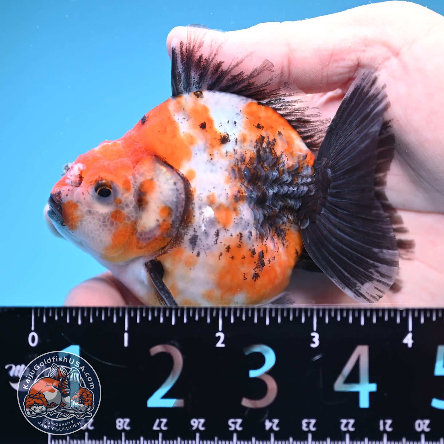 Shogun High Back Calico Oranda 3 inch Body (250822_OR14)