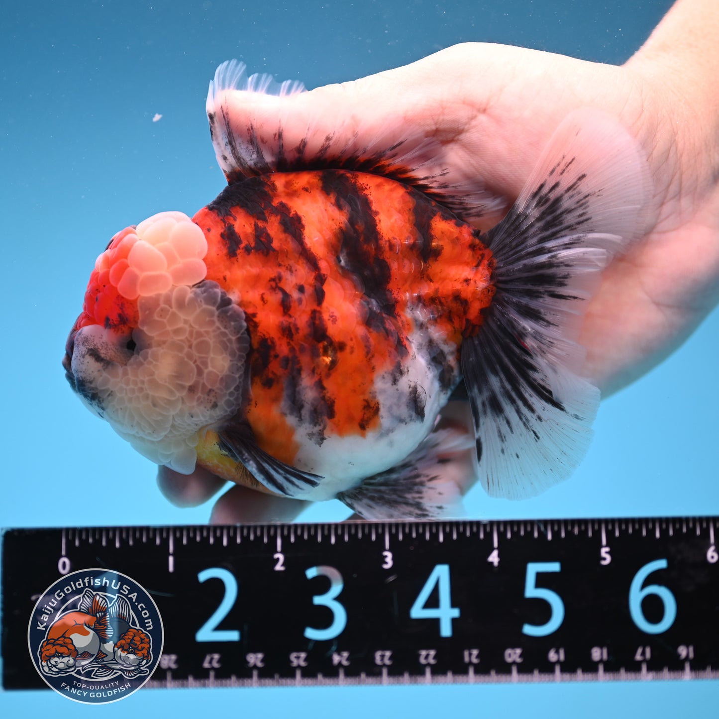 Tricolor Tiger Oranda 4 inch Body (250905_OR14)